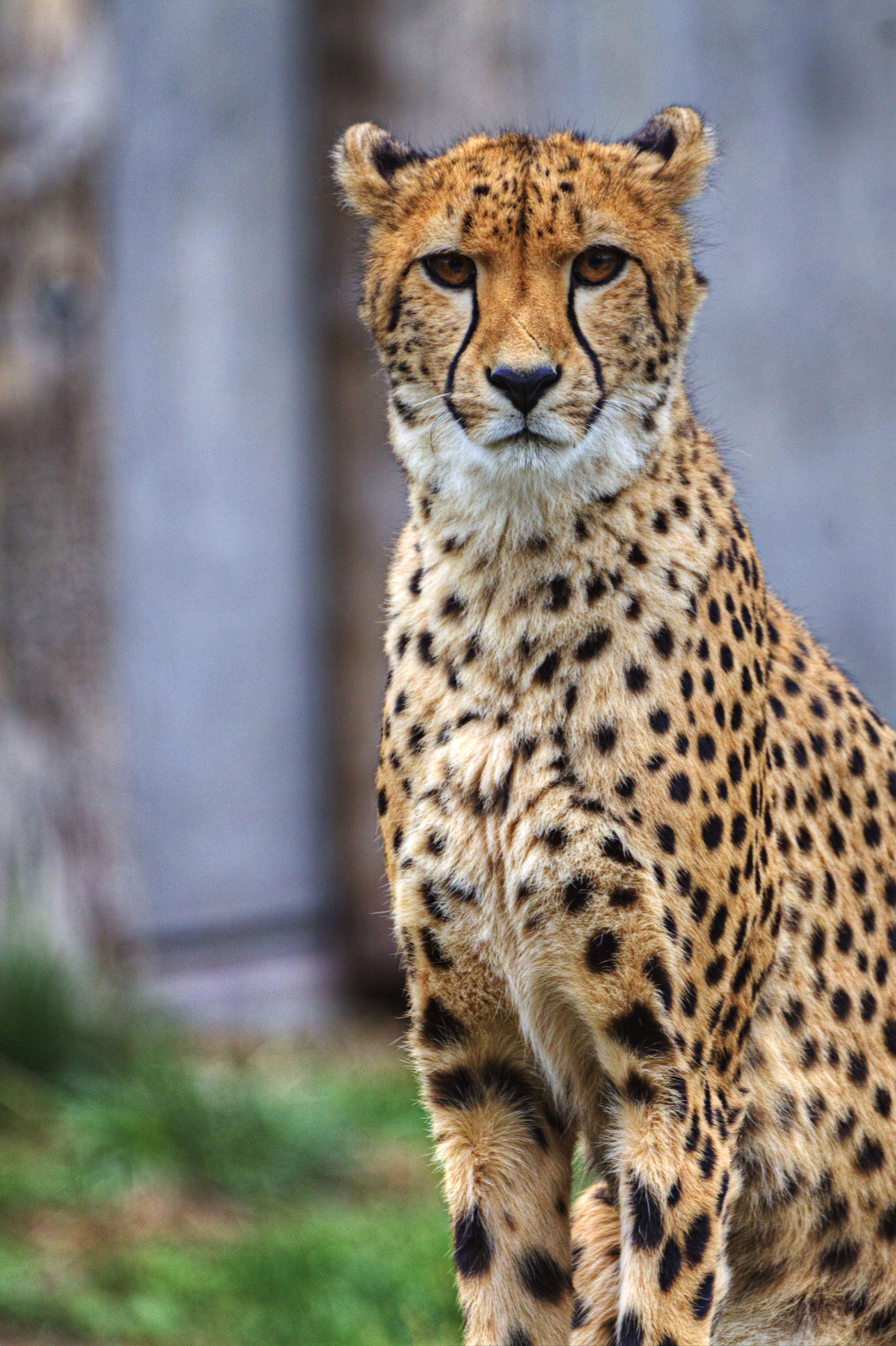 Gepard